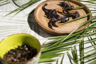 MadCityZen propose une expérience culinaire originale autour de la dégustation d’insectes. | © MadCityZen